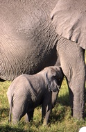 Newly Born