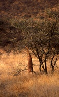Gerenuk Eating