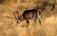 Waterbuck