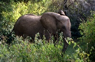 Big Elephant