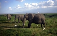 Elephants
