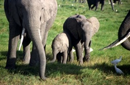 Elephant Family