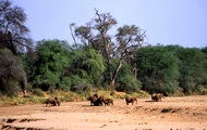 Elephants