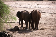 Samburu Elephants