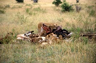Lions Eating