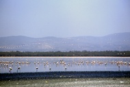 Flamingoes