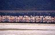 Flamingos