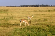 Grant's Gazelles