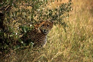 Cheetah