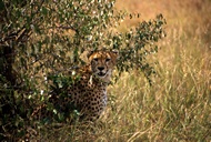 Cheetah