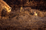 Hyenas