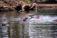 Hippopotamus