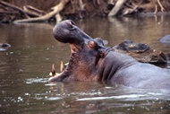 Hippo