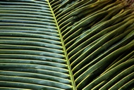 Palm Leave
