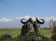 Buffalo Skull
