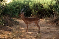Impala