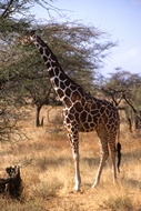 Reticulated Giraffe