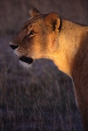 Lioness