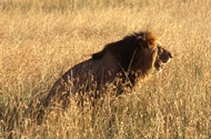 Male Lion