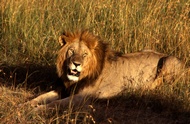 The King