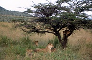 Family of Lions
