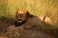 Male Lion