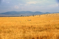 Masai Mara