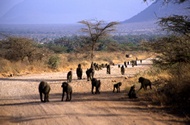 Monkeys