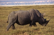 Black Rhino