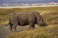Rhinocero