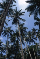 Coconut Trees