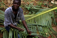 Plait Palms