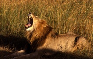 Lion Yawning