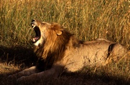 Yawn