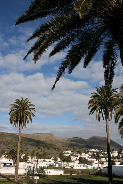 Palmeras en Hara