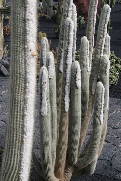 Cactus Pelones