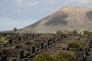 Viedos de San Bartolome