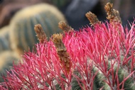 Flores pinchudas