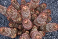 Jardn de Cactus