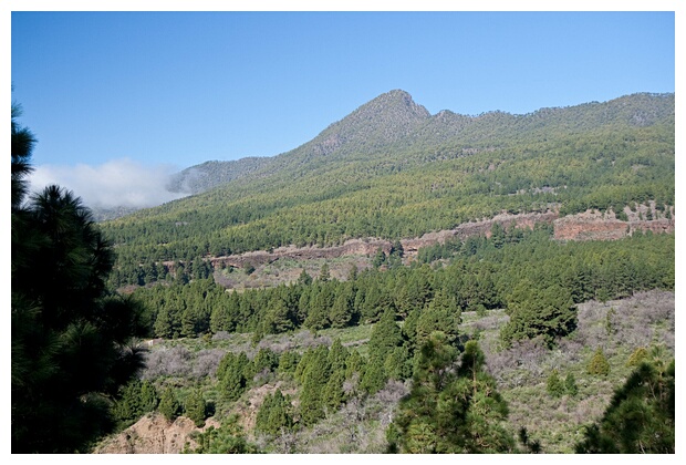 Pinos y Monte