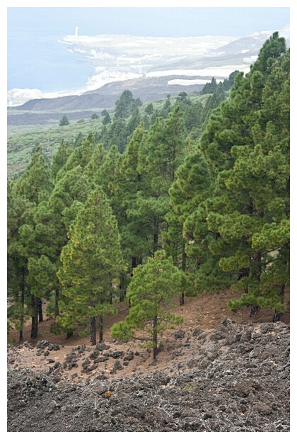 Pinos y Rocas