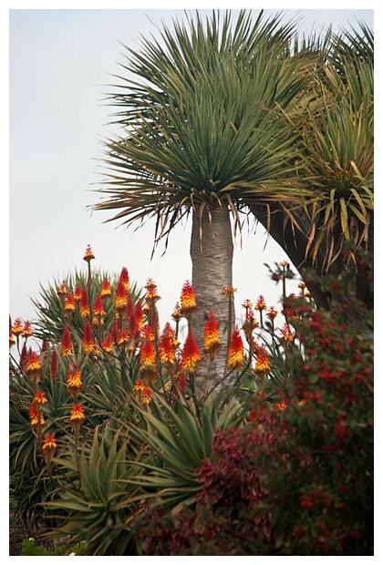 Vegetacin Canaria