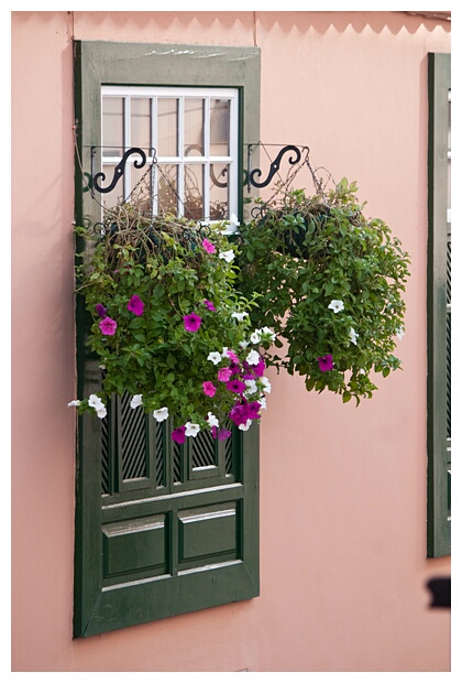 Flores 