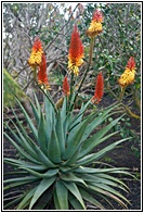 Ale Africana