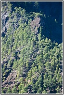 Vegetacin de La Palma