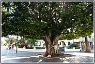 Laurel Gigante