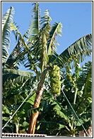 Platanera