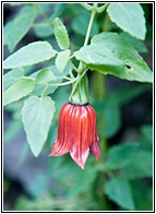 Canarina