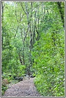 Bosque de Los Tiles
