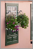 Flores 